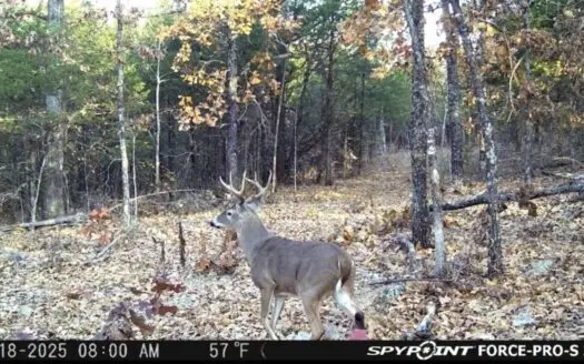 Hunting Land in Sharp County AR Joining WMA