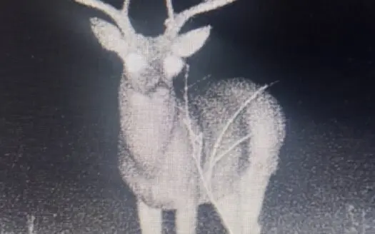 40 acres +/- For Sale Near Kiamichi River! Tract 3