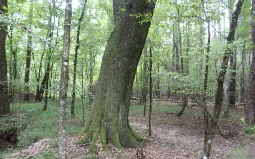 Wooded Land 7.21 Acres with Creek in Lincoln County Mississippi