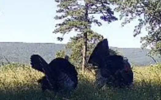 40 acres +/- For Sale Near Kiamichi River! Tract 4