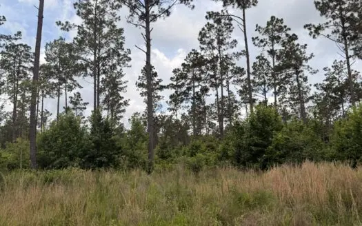 133 Acres of Timberland with Homesite Potential