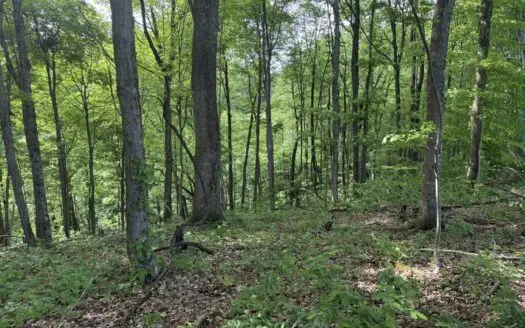 150+/- Acres – Timber – Great Hunting – Secluded – Liberty, KY.