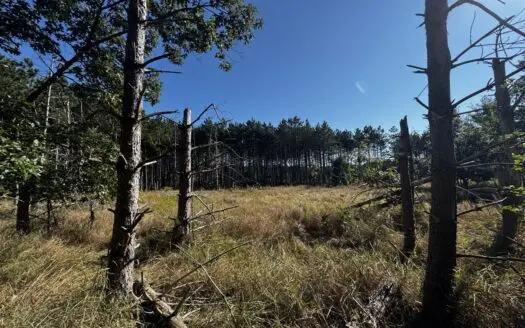 80-acre timber tract in Adams County