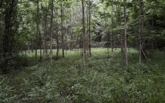 Remote Hunting Land With Creek & Timber Driving Distance from DFW