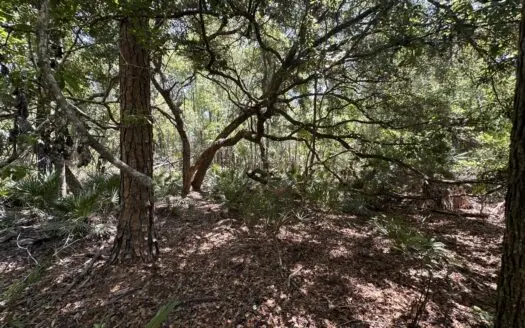 Hunting Tracts Near Suwannee River | Levy County | 40-192 Acres