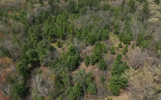 6.73-Acre Wooded Build Site & Hunting Land for Sale Near Tomah, W