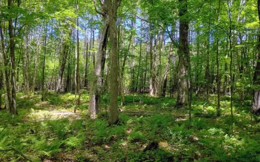 40 ± Acres of Hardwood Timber & Whitetail Hunting in Wisconsin