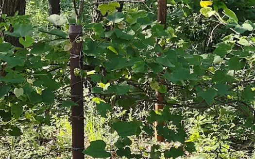 Hunting & Recreational Land For Sale Eldridge, Laclede County Mo.
