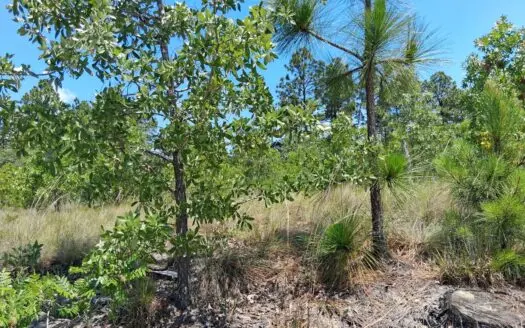 8 Acres of Wallace SC Land for Outdoor Living