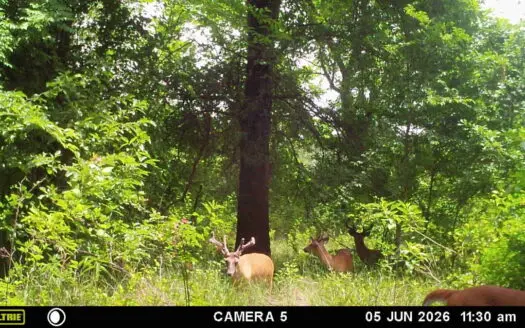 34± Acres with Sandy Creek | Prime Hunting Land in Oklahoma