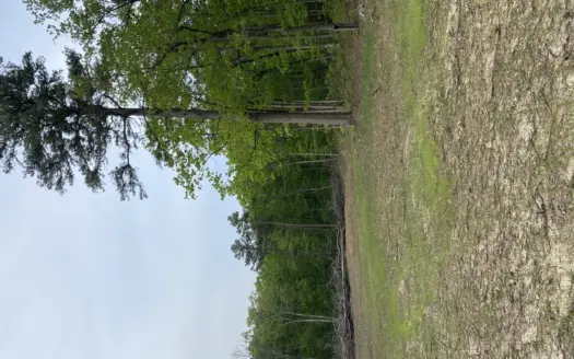 12.5 mostly wooded acres on South Mountain in Marshall, AR
