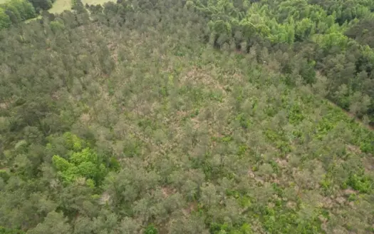160 Acre in Bienville Parish Near Arcadia, Louisiana