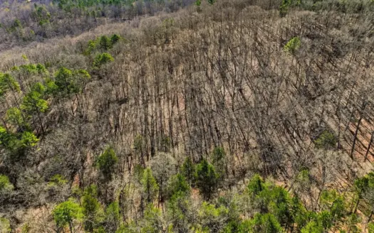 60 Acres Ozarks Land | Timber, Hunting, No Restrictions