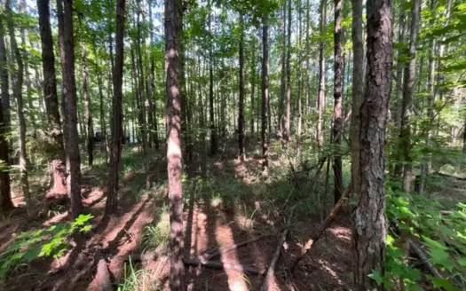7 Acres Joining the Homochitto National Forest Amite County MS