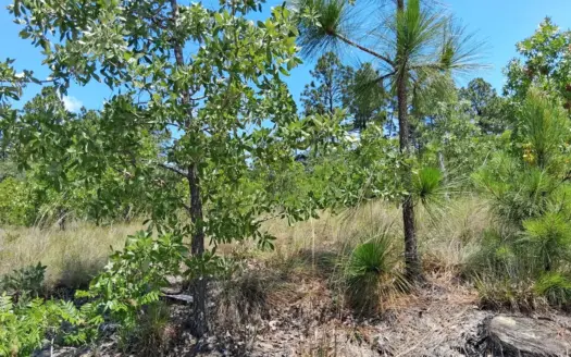 8 Acres of Wallace SC Land for Outdoor Living