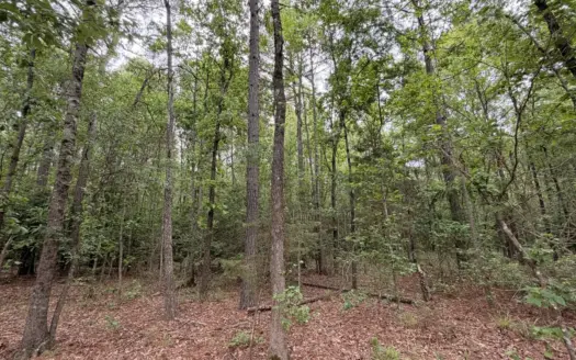 8.04± Acres Wooded Land for Sale in Avinger TX