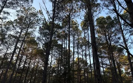 24 Acres in Hughes Springs TX | Utilities & FM 250 Access