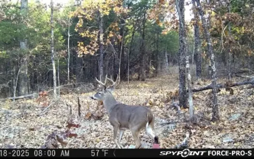Hunting Land in Sharp County AR Joining WMA