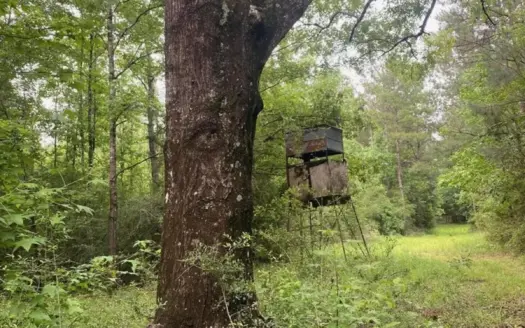 Hunting Timber Paradise Amite County MS