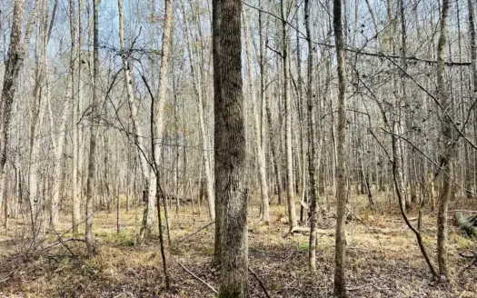 Mature Timber and Wildlife in Prentiss Co., Booneville, MS