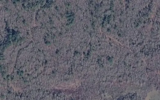 Miller County Woodland: 40-Acre High-Caliber Hunting Tract