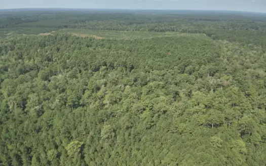 Planted Pine w/ Hardwood Hunting Areas for sale near Camden, AR