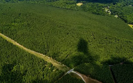 Wileman Wonder!! Premier 108.71-Acre Hunting & Timber Tract