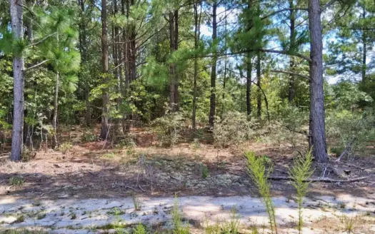 8 Acres of Wallace SC Land for Outdoor Living