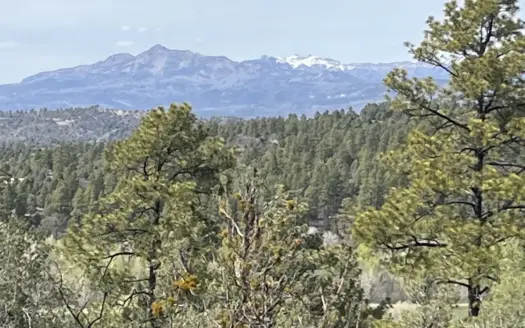 Chama NM Land / Irrigated Meadow, Mt. Views, Forest & Wildlife