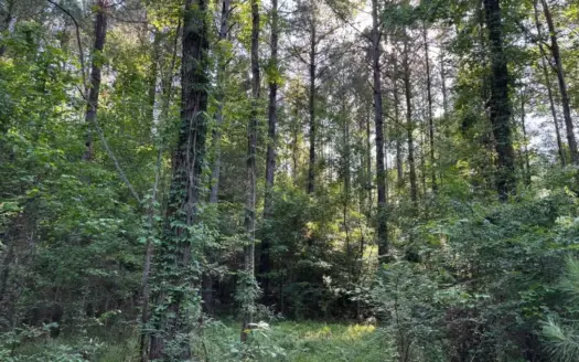 200 acres Franklin County MS Hunting Land Timber Investment
