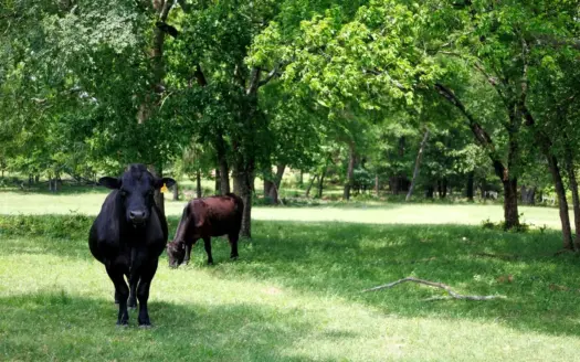 47.79-Acre Cattle Ranch for Sale in Ben Wheeler TX Van Zandt Co