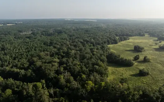 East Texas Recreational Hunting Timberland for Sale Laneville TX