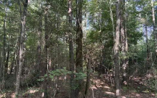 East Texas Hunting and Timber Property