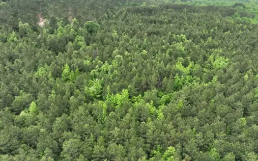 East Texas Timberland and Hunting Property in Cass County