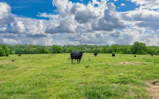 189 acre Cattle Farm in Bismarck, AR