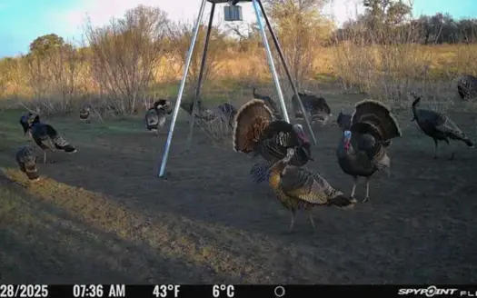 Unrestricted Hunting & Recreational Land Near Beeville