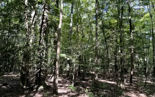 Merch Natural Timberland for Sale near Emerson, AR Columbia Co.