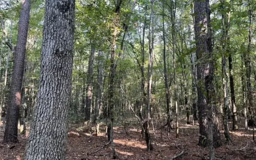 Natural Pine Land W/ Creek for Sale in Columbia County, Arkansas