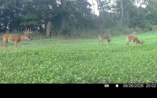 117-Acre Trophy Whitetail Hunting Farm Decatur County IA