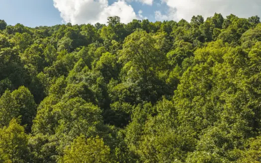 89.608 Acres | Claiborne County, TN | Adjoins Cumberland Trail