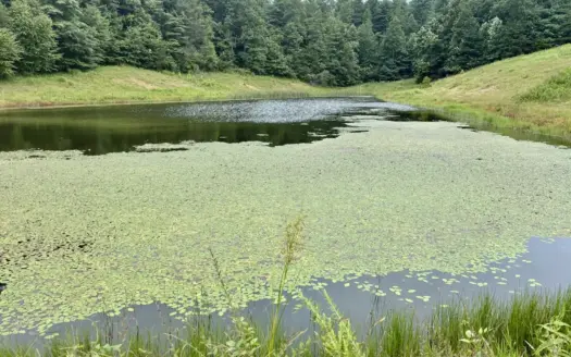 367 Banks Branch Rd. Campton, Ky. 8.16 acres, pond, clear & woods