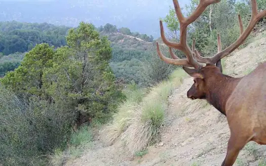 Hunting Land For Sale in Grand Junction, CO!