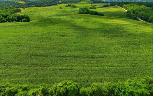 Productive Farmland, Natural Beauty for Sale/ Mountain Grove, MO