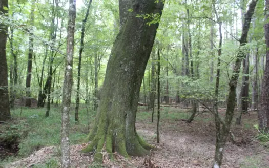 Wooded Land 7.21 Acres with Creek in Lincoln County Mississippi