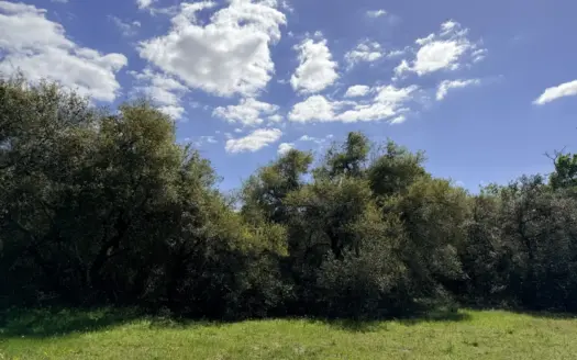 Land for Sale in Garwood, TX Heavily – Wooded with Live Oaks
