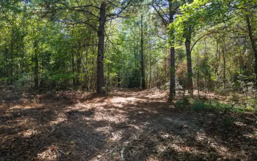 38 Acres Hunting and Timber Land For Sale Gilmer TX in Upshur Co