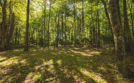 Recreational Land for Sale in Hiwassee, VA!