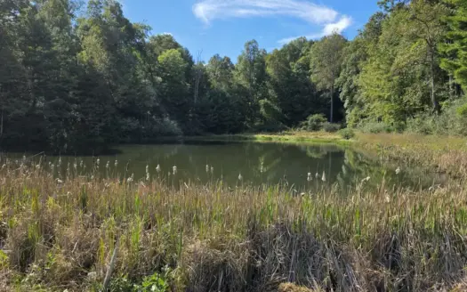 Land with Pond For Sale In Willis VA