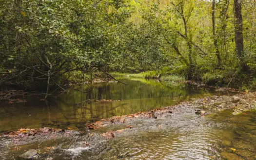 Auction-East Tennessee Hunting Land-Hawkins County-Creek Springs