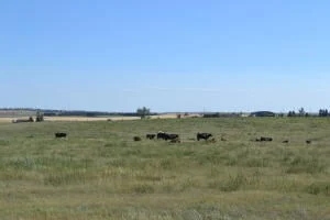 Stark County, Nd 46 Acres Of Land Just South Of Dickinson
